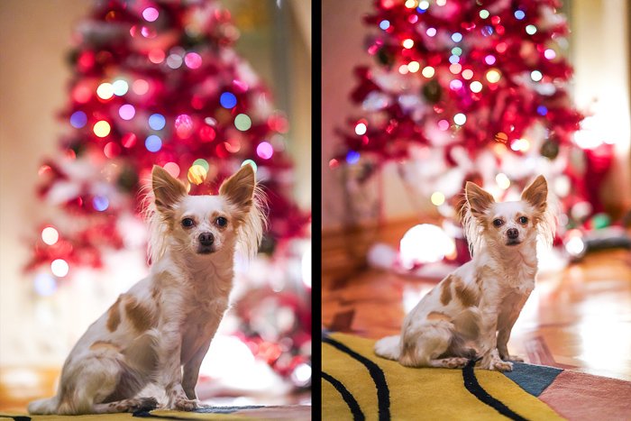 Cute pet portrait of the small whit and brown dog sitting in front of the pink Christmas tree - photography laws