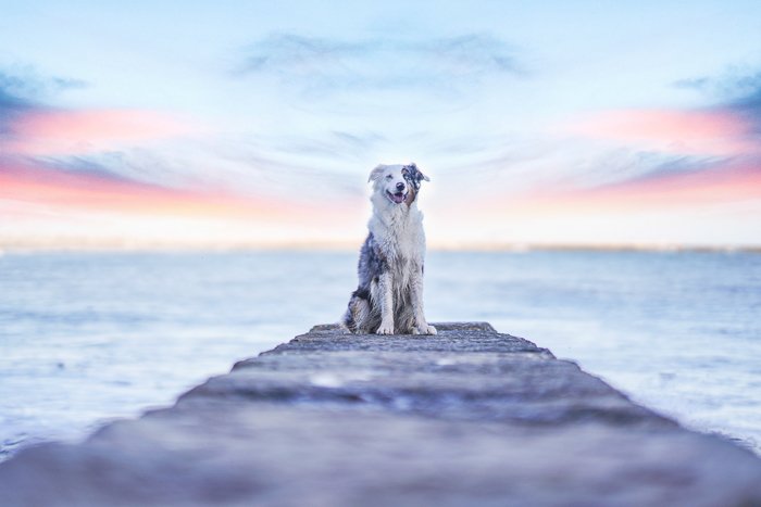 Милый портрет коричнево-белой собаки, сидящей на деревянном пирсе вечером - законы фотографии