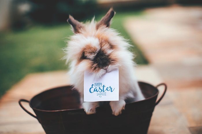 Adorable pet portrait of the fluffy bunny with the sign reading 'happy easter' in its mouth 
