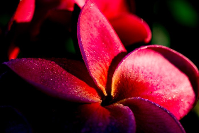 Недоэкспонированная фотография цветка франжипани