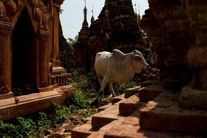 Недоэкспонированная фотография коровы у храма
