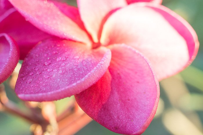 Переэкспонированная фотография цветка франжипани