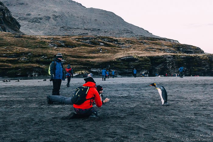 Фотограф дикой природы снимает портрет пингвина на пляже