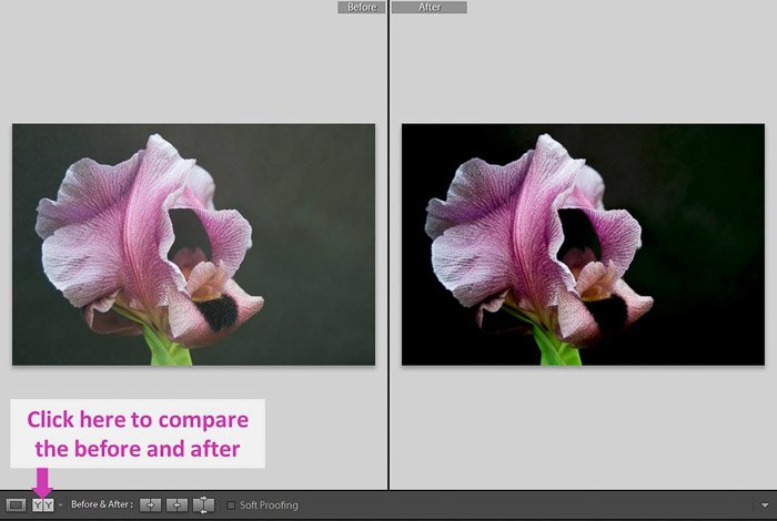 Скриншот, показывающий, как использовать слайдеры теней и черного в Lightroom для лучшего контроля - фото розового цветка до и после