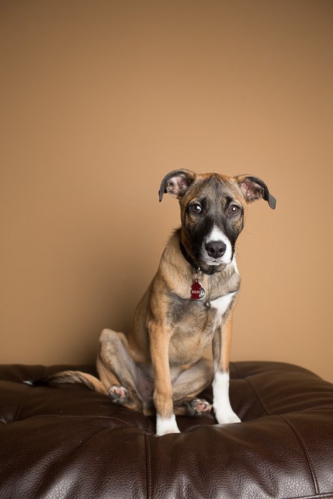 Студийный портрет собаки на кожаном диване - оборудование для фотостудии