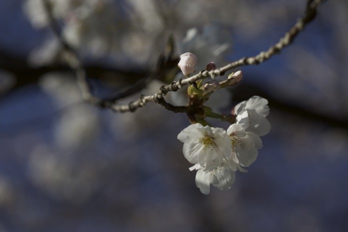 Резкое изображение цветущей вишни на дереве с размытым фоном - фотография в мягком фокусе