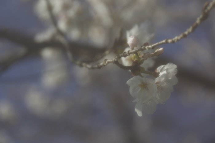 Художественное размытое изображение цветущей сакуры на дереве - мягкофокусная фотография