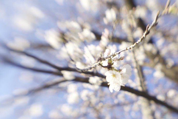 Художественное размытое изображение цветущей сакуры на дереве - мягкофокусная фотография