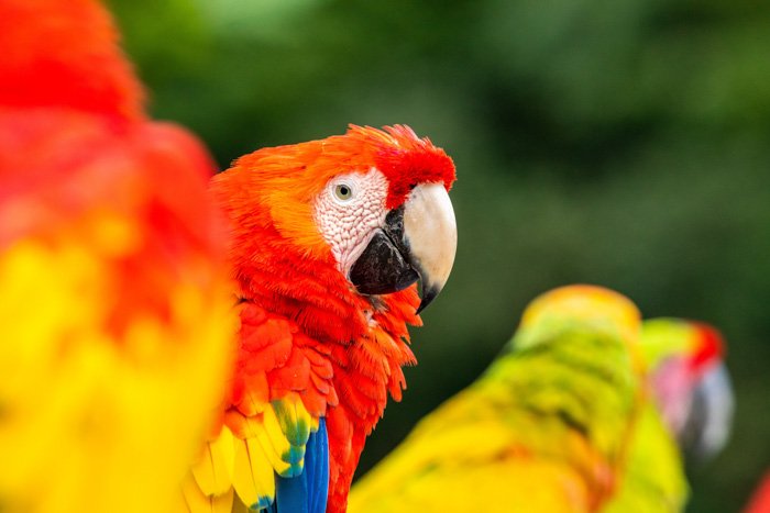 Яркий портрет попугаев макао, демонстрирующий насыщенность цвета