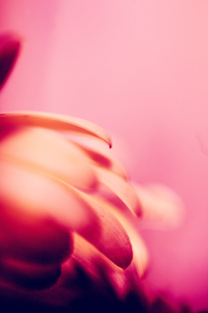 Атмосферная макроабстрактная фотография лепестков цветов на розовом фоне