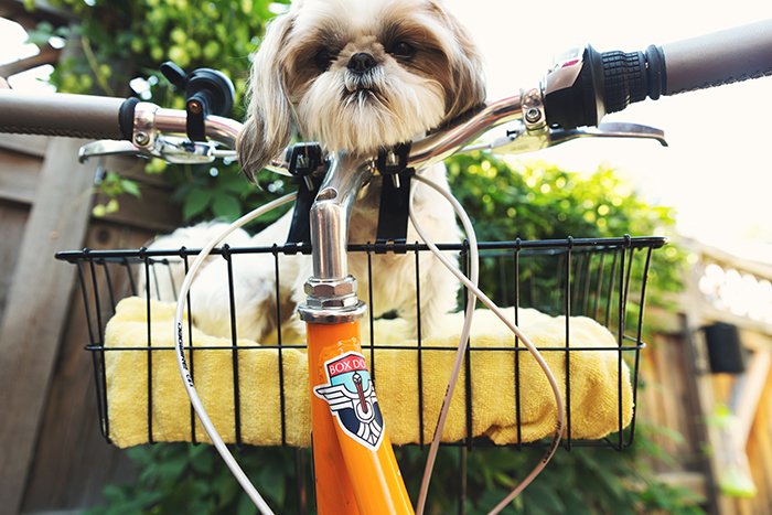 Юмористический портрет милой собаки, отдыхающей в корзине велосипеда