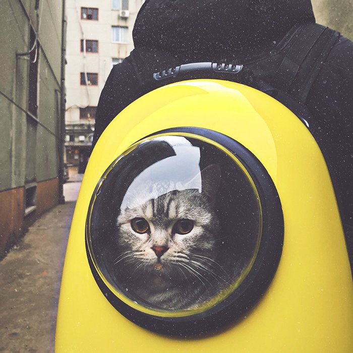 Юмористический портрет милого кота в скафандре - советы по фотографированию домашних животных на смартфон