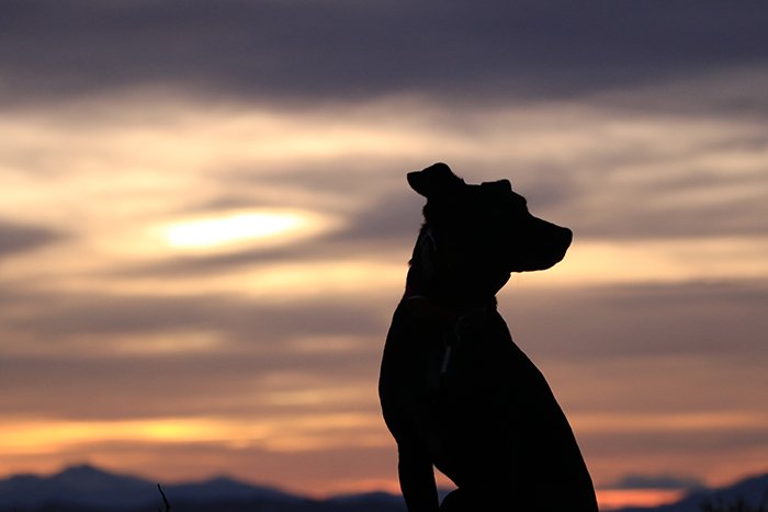 смартфонная фотосъемка силуэта собаки на фоне великолепного заката