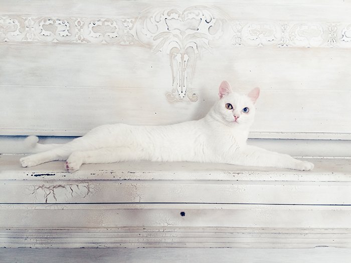 Stunning smartphone pet portrait of the white cat resting against the white background