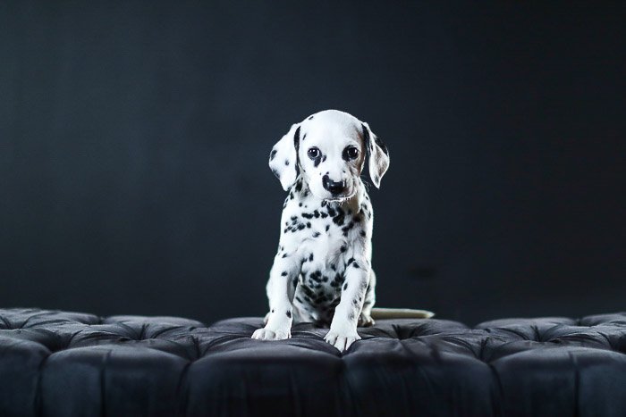 Adorable studio pet portrait of the dalmation puppy against the black background - photography studio lights 