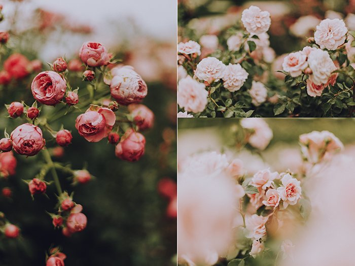 Пример фотографии триптиха с тремя разными снимками кустов роз