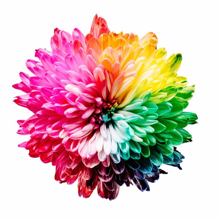 Потрясающий многоцветный цветок, демонстрирующий дополнительные примеры цветов