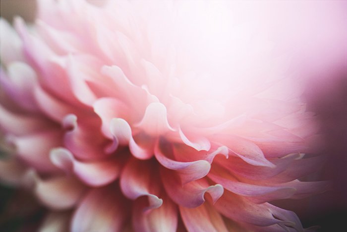 Фотография абстрактных цветов крупным планом с красочным розовым размытием