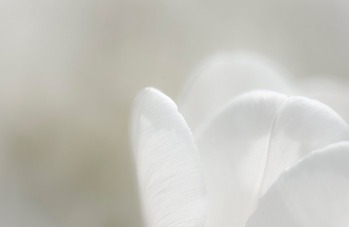 Минимальная абстрактная цветочная фотография размытого белого цветка на белом фоне