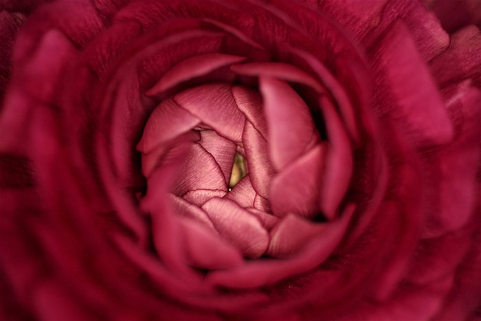 Абстрактное красочное розовое размытое фото центра цветка