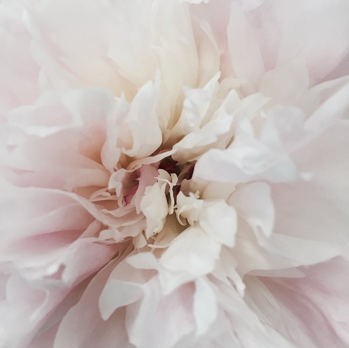 Абстрактный снимок центра бело-розового цветка