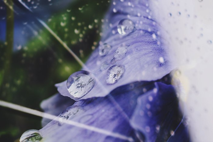 Размытая абстрактная цветочная фотография капель воды на фиолетовых лепестках