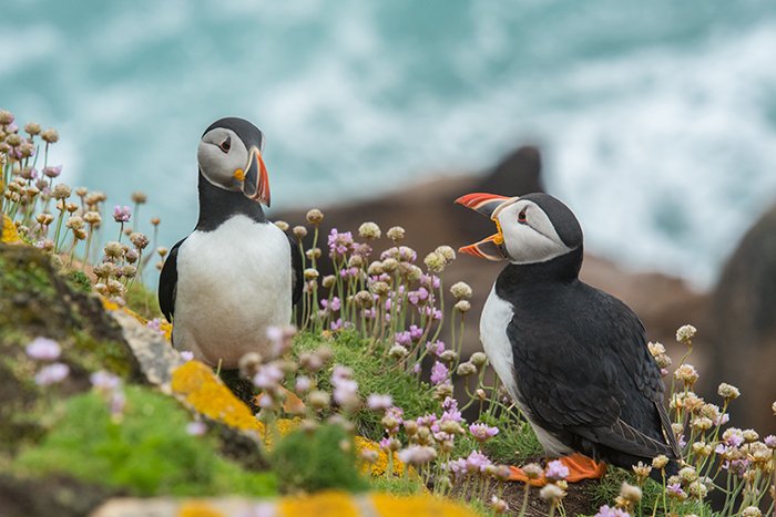 Cool close up wildlife photo of two puffin standing on a rock - cool animal photography examples
