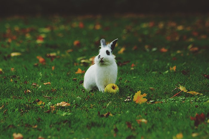 Sweet wildlife photo of the rabbit on grass - cool animal photography examples