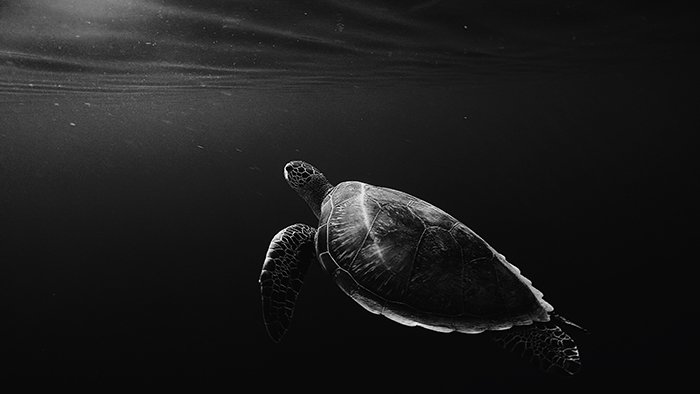 Atmospheric wildlife portrait of the turtle swimming underwater - cool animal photography examples