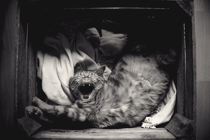 смешная фотография зевающей кошки - милые фотографии животных