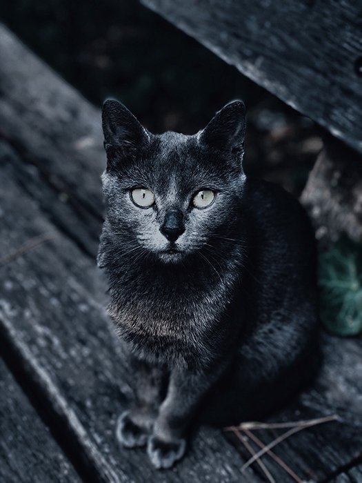 Накладная фотография серой кошки на улице