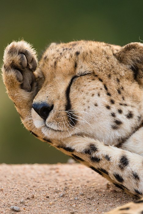 Атмосферное фото спящего гепарда крупным планом - крутые примеры фотографии животных