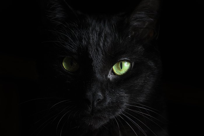 Атмосферное фото черной кошки крупным планом с фокусом на ее глазах - крутые примеры фотографии животных