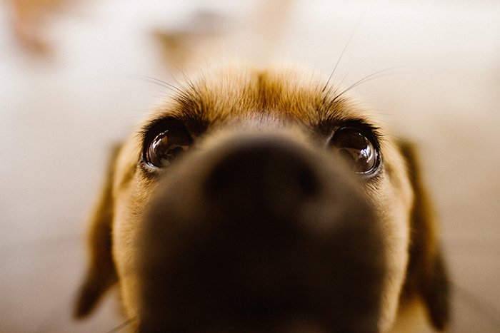 Adorable close up of the Labrador puppy - cool animal photography examples