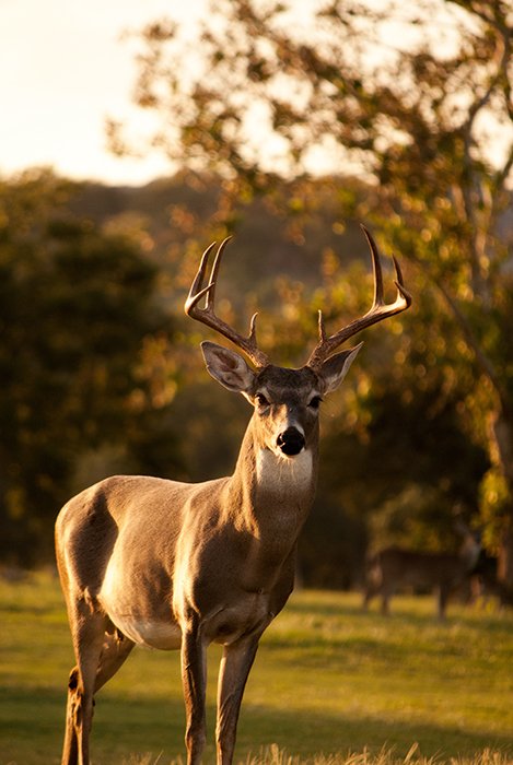 Stunning wildlife portrait of the deer shot during golden hour- best animal photography examples 