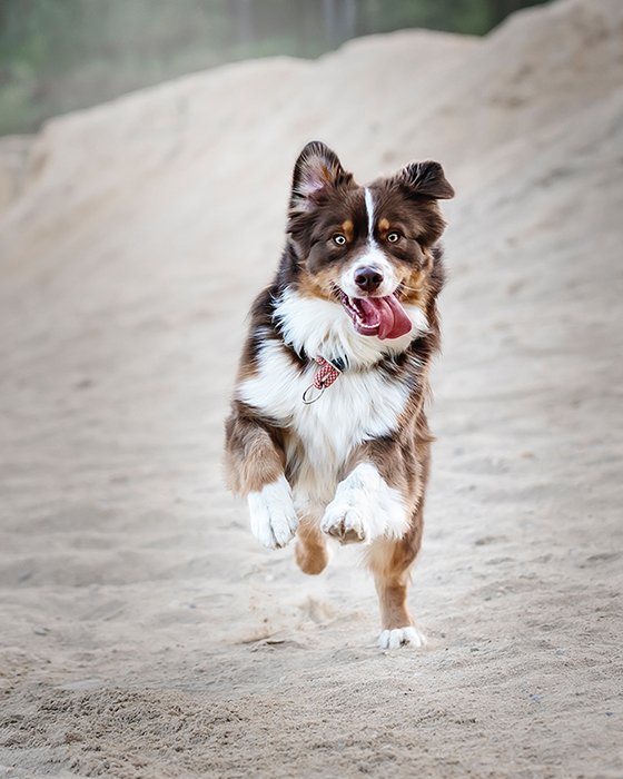 Энергичное фото собаки, бегущей по пляжу - классные примеры фотографий животных