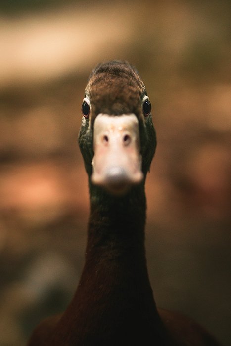 Wildlife portrait of the duck