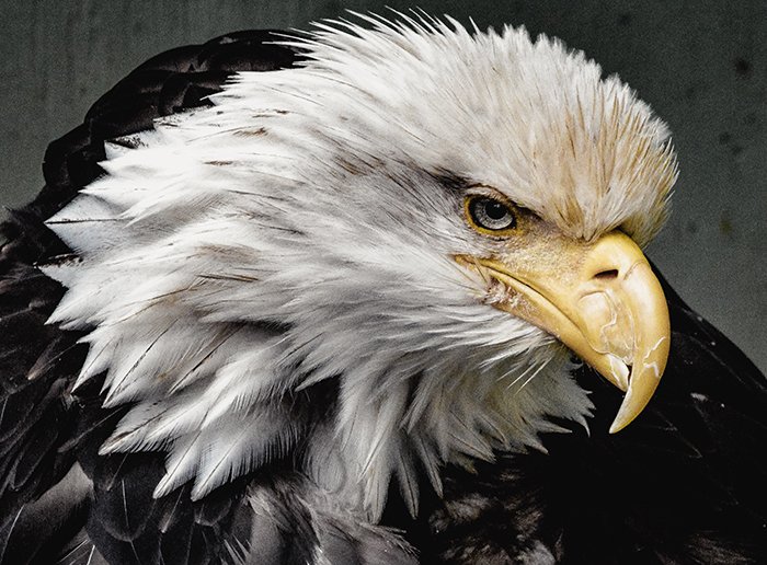 Атмосферный портрет дикой природы американского орла - крутые примеры фотографий животных