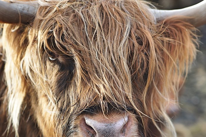 Atmospheric wildlife portrait of the highland cow - cool animal photography examples