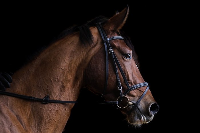 Профессиональные фотографии лошадей с использованием естественного света и черного фона