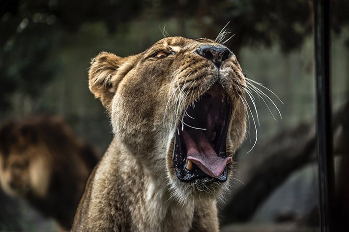 Прикольное фото зевающей львицы - примеры прикольных фотографий животных