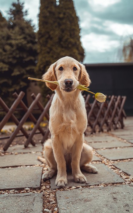Cute animal photo of the labrador puppy sitting outdoors with a flower in its mouth - cool animal photography examples