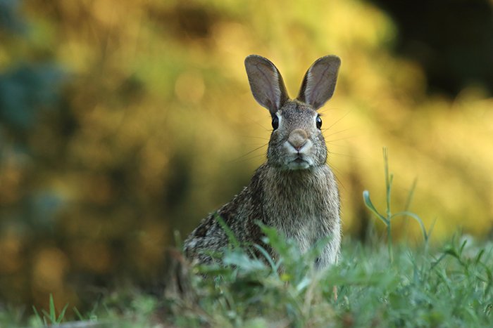 Sweet close up photo of the rabbit outdoors - cool animal photography examples