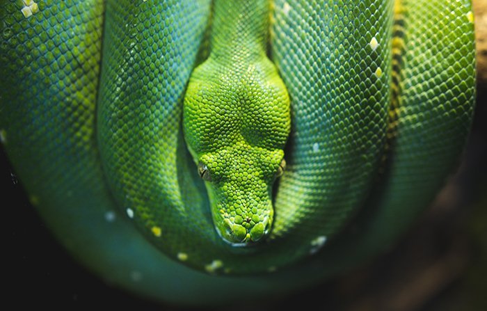 Классное фото свернувшейся зеленой змеи сверху - примеры классных фотографий животных