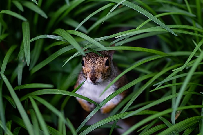 A close up wildlife shot of the squirrel hiding among grass - animal photography examples