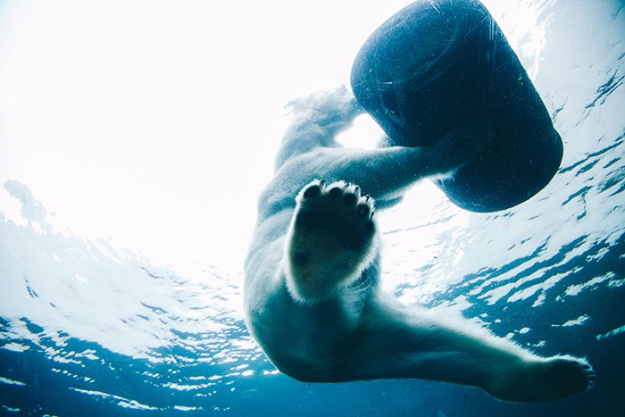 Atmospheric wildlife portrait of the swimming polar bear underwater - cool animal photography examples