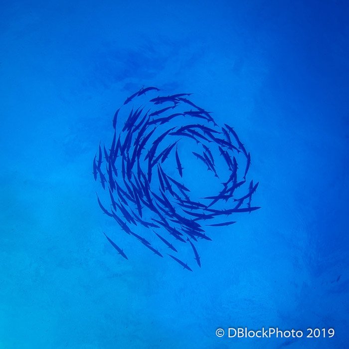 Атмосферная подводная океанская фотография школы рыб, плывущих по кругу