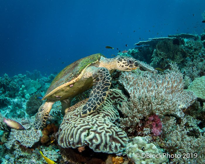 Атмосферная подводная океанская фотография черепахи, плавающей у скал