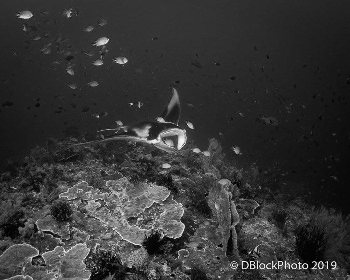 Черно-белая подводная картина океана с изображением рыбы и других подводных морских обитателей