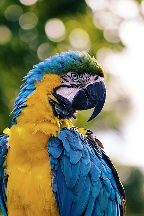 Потрясающий портрет сине-желтого попугая макао - использование ярких цветов в фотографии